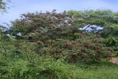 Acacia chundra